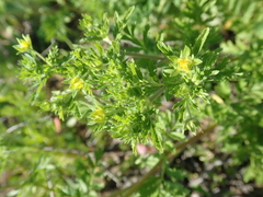 Potentilla supina