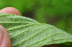 Cornus sericea occidentalis