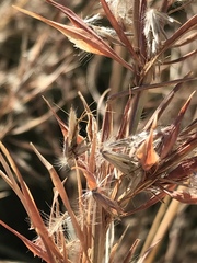 Hyparrhenia dregeana