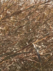 Hyparrhenia dregeana