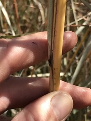 Hyparrhenia dregeana