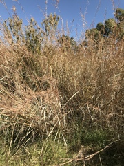 Hyparrhenia dregeana