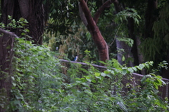 Todiramphus chloris