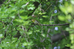 Zosterops meyeni