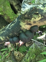 Daldinia concentrica