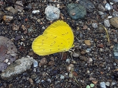 Eurema blanda