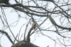 Yungipicus maculatus