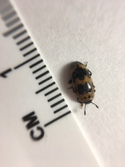 Ischyrus quadripunctatus