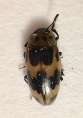 Ischyrus quadripunctatus