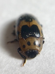 Ischyrus quadripunctatus