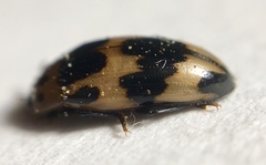 Ischyrus quadripunctatus