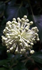 Hedera helix