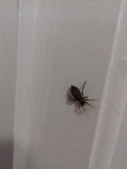 Scotophaeus blackwalli