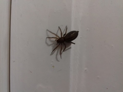 Scotophaeus blackwalli