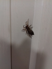 Scotophaeus blackwalli