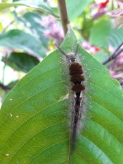 Dasychira chekiangensis