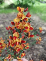 Cytisus scoparius andreanus