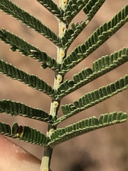 Acacia mearnsii