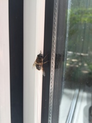 Eristalis tenax