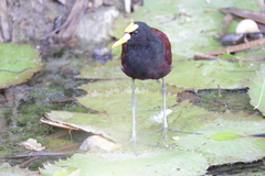 Jacana spinosa