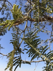 Vachellia sieberiana