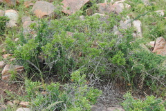 Diospyros dichrophylla