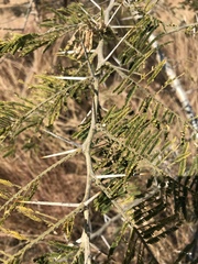 Vachellia sieberiana