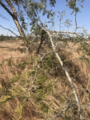 Vachellia sieberiana