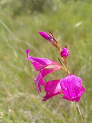 Gladiolus dubius