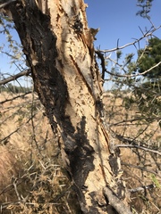 Vachellia sieberiana