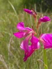 Gladiolus dubius