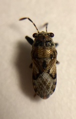 Phlegyas abbreviatus