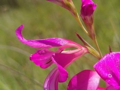 Gladiolus dubius