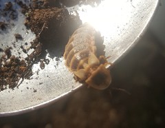 Nyctophila calabriae