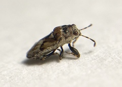 Phlegyas abbreviatus