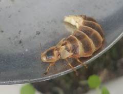 Nyctophila calabriae