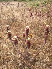 Castilleja exserta latifolia