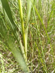 Gladiolus dubius