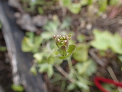 Arabis stelleri