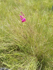 Gladiolus dubius