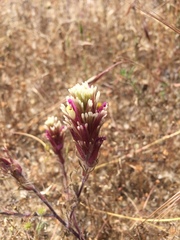 Castilleja exserta latifolia