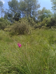 Gladiolus dubius
