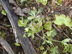 Arabis stelleri