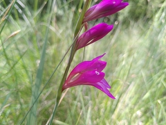 Gladiolus dubius