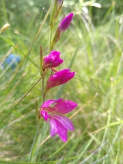 Gladiolus dubius