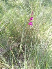 Gladiolus dubius