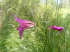 Gladiolus dubius
