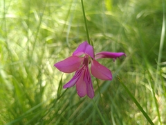 Gladiolus dubius