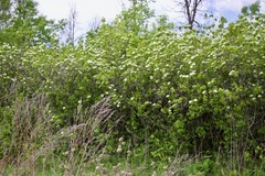 Viburnum lentago