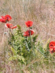Papaver orientale